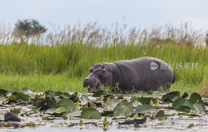 Hippopotamus chomping at the edge of the Chobe River, Botswana, Africa